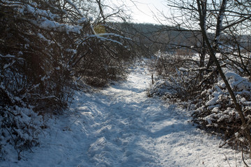 Snow-covered trees in the forest.