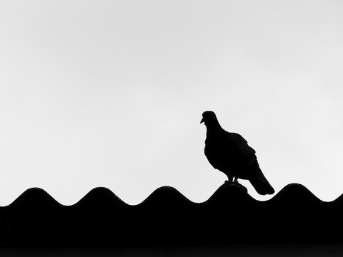 Bird silhouette on the roof