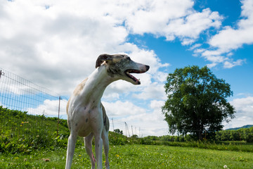 空とウィペット、犬
