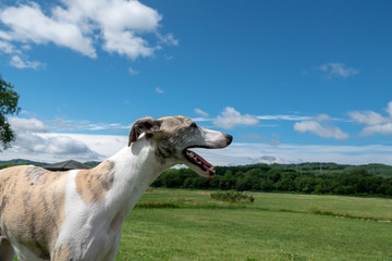 空とウィペット、犬