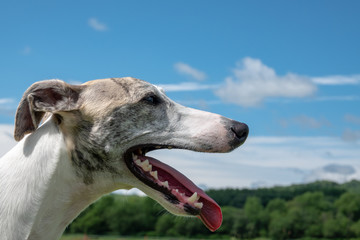 空とウィペット、犬