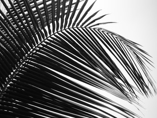 beautiful palms leaf on white background