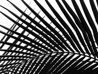 Fototapeta premium beautiful palms leaf on white background