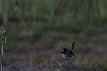 Fairy Wren