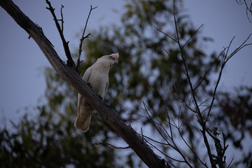 Parrot