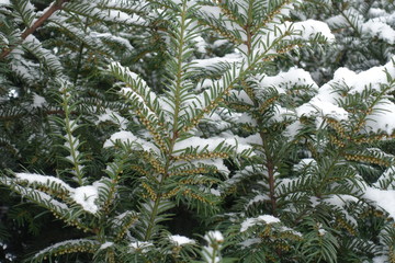 Foliage of yew with male cones and snow