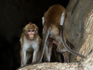 Naklejka premium Monkey in front of cave