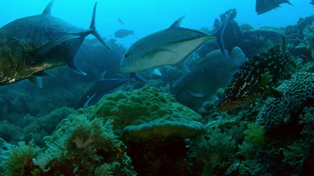 A school of fish from Longfin crevalle jack, Caranx fischeri, Bluefin trevally, Caranx melampygus and Longface emperor, Lethrinus olivaceus, hunting together in the coral reef, Raja Ampat, Indonesia