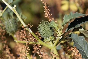 Fruit of Jimsonweed (Datura stramonium)