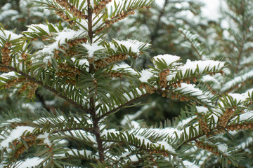 Snow covered branch of yew with brown male cones