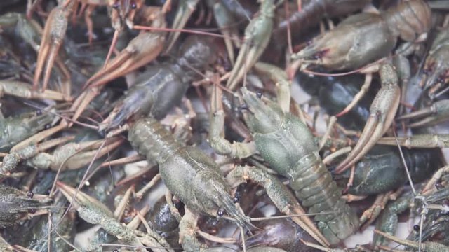 Lots of fresh crayfish. Fish shop on the market. Crayfish are still alive, they move. The seller throws in the center of a large green cancer