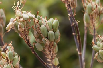 Obraz premium Fruits of an Aloe berhana