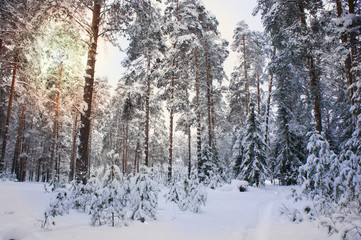 Fototapeta na wymiar Winter landscape. snow-covered pine forest with the glare of the sun. 