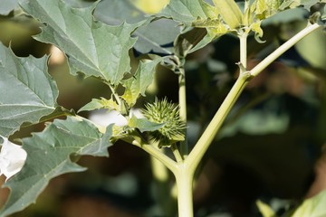Fruit of Jimsonweed (Datura stramonium)
