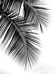 Papier Peint photo Lavable Noir et blanc belle feuille de palmiers sur fond blanc