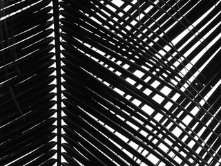 beautiful palms leaf on white background