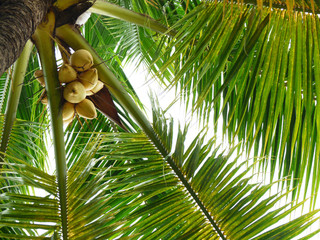 Fototapeta premium Coconut tree