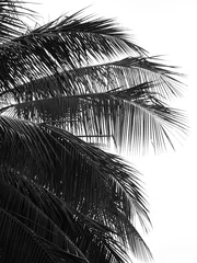 Crédence de cuisine en verre imprimé Palmier belle feuille de palmiers sur fond blanc