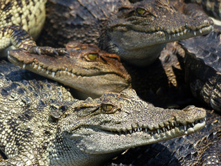 Crocodile in the farm