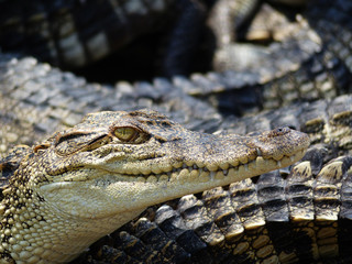 crocodile in zoo