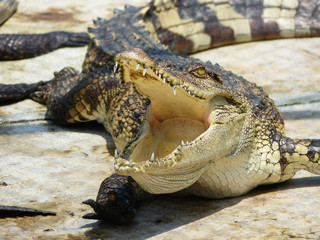 Obraz premium Krokodyl z otwartymi ustami