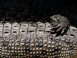 Obraz premium Tekstura skóry krokodyla