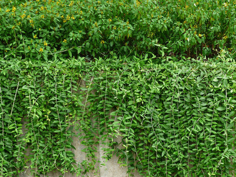 Green wall of Ivy leaves