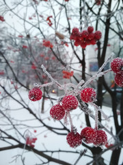 red berries in snow