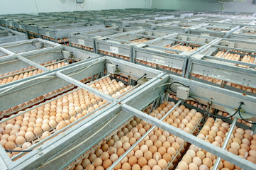 Egg Factory with Quality Control on egg production line from breeders in Hatchery Unit.