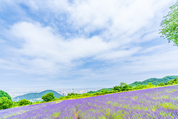 Fototapeta na wymiar 夏の北海道 札幌 幌見峠のラベンダー