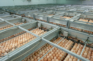 Egg Factory with Quality Control on egg production line from breeders in Hatchery Unit.