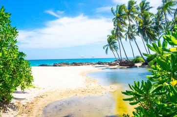 Tropical beach background with palm trees