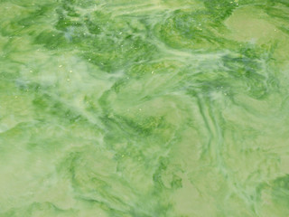 green algae on pond