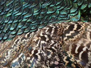 peacock feathers