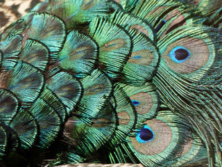 peacock feathers