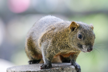 Obraz premium Pallas's squirrel spotted in Taiwan