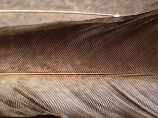 Wing Feathers