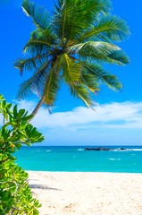 Naklejka na ściany i meble Tropical beach on a Sri Lanka's coast, coconut palms, white sand and the azure ocean. Beautiful tropical landscape