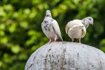 White Pigeon couple