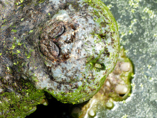 crocodile nose