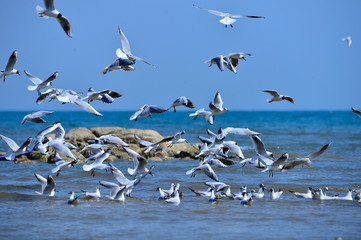 Seagulls fly in free