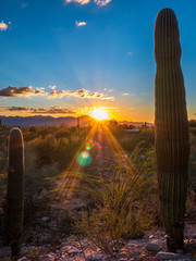 Beautiful Sunset with cactus in Arizona - obrazy, fototapety, plakaty