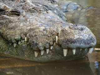 closeup of the mouth and teeth of a crocodile