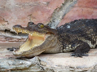 Crocodile with open mouth