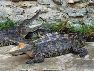crocodile in zoo