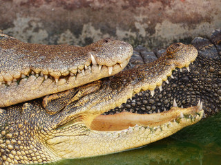 Crocodile with open mouth