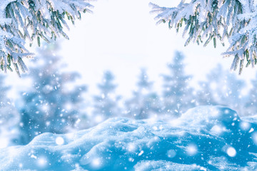 Winter background of frost fir branch and snowfall. New year background.