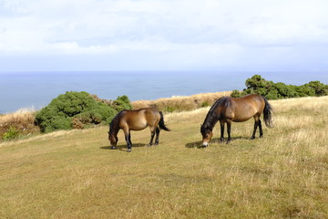 Caballos junto al mar