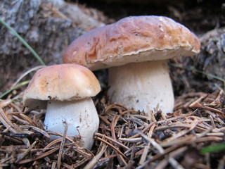 Mushrooms in the wood