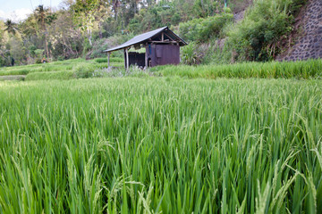 Fototapeta na wymiar Rice cultivation in Asia.